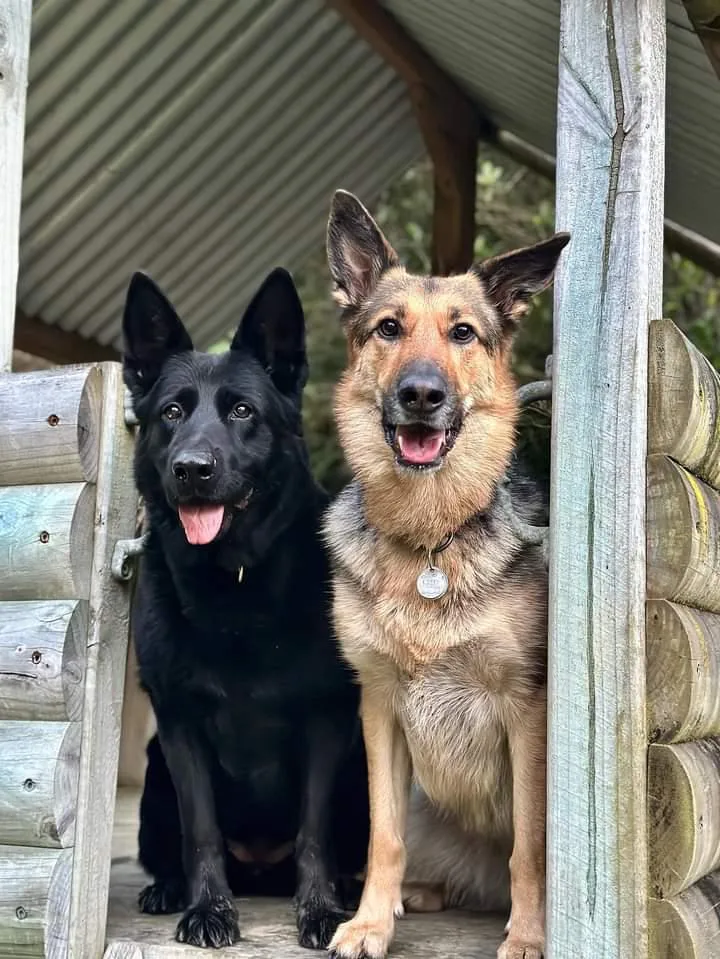 Big Red Dog Homestay - Wellington pet otel