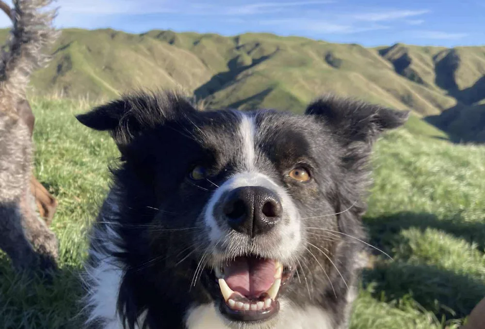 Boom Rock Dogs : Ohariu Farm - Wellington pet otel