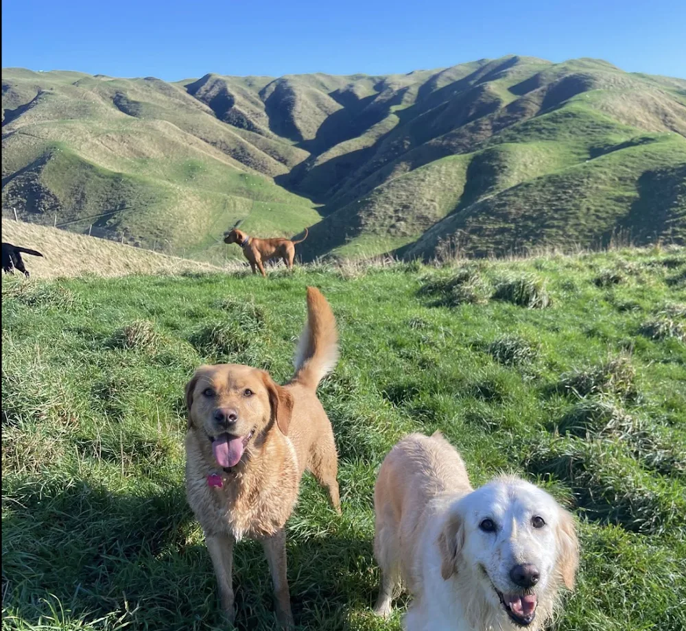 Boom Rock Dogs : Ohariu Farm - Wellington pet otel görseli 3