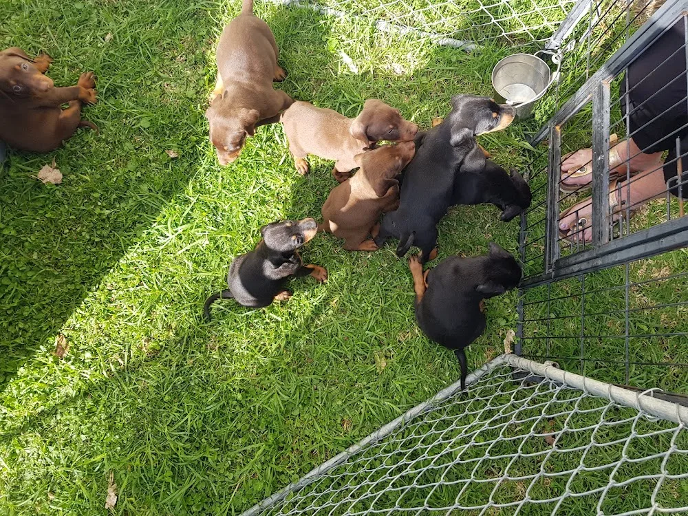 Kapiti Kennels - Wellington pet otel