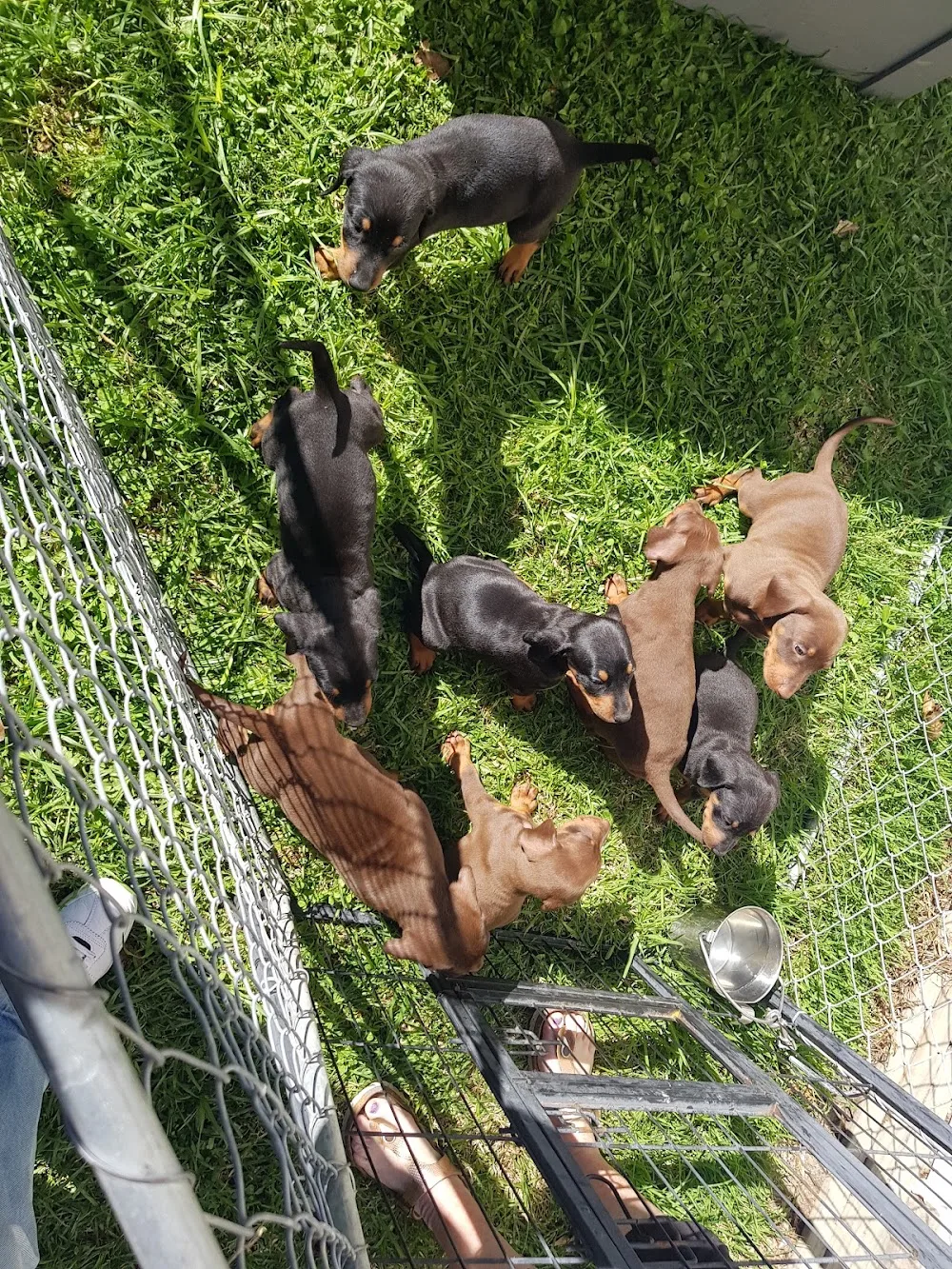 Kapiti Kennels - Wellington pet otel görseli 3