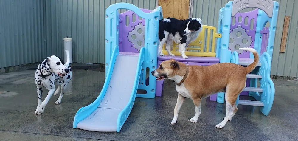 Petopia - Wellington pet otel görseli 3