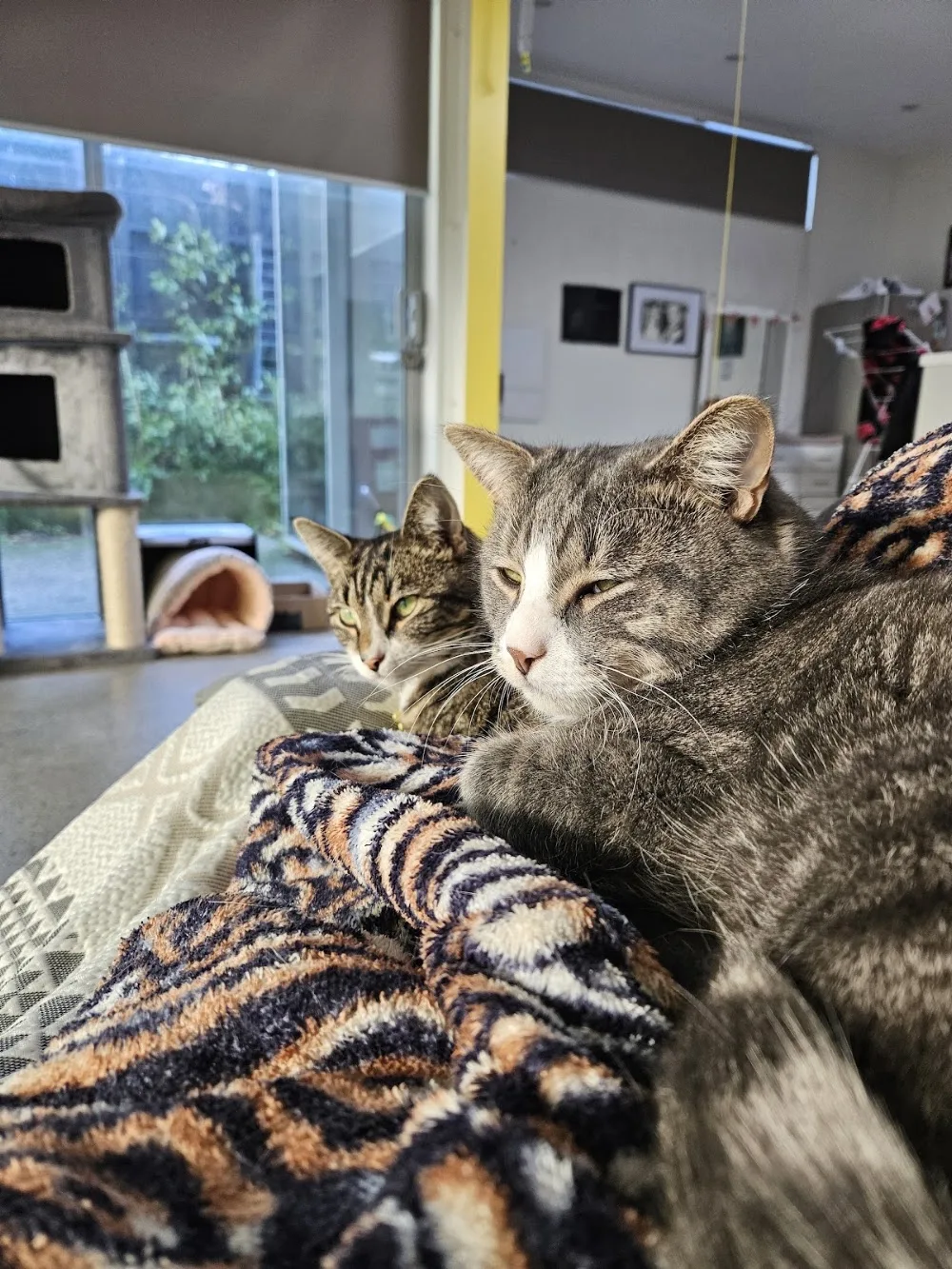 Wadestown Veterinary Clinic and Cattery - Wellington pet otel görseli 3