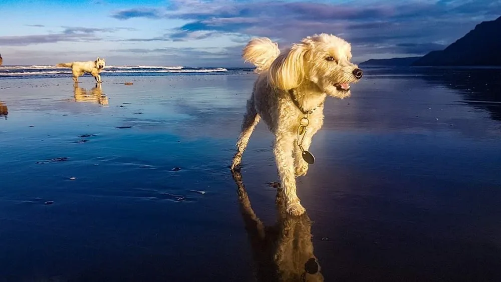 Positively Canine - West Coast pet otel görseli 3