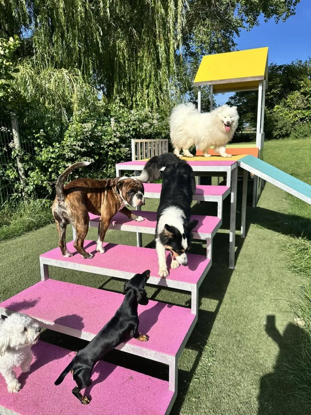Auberge canine des hauts de Flandre - West Flanders pet otel