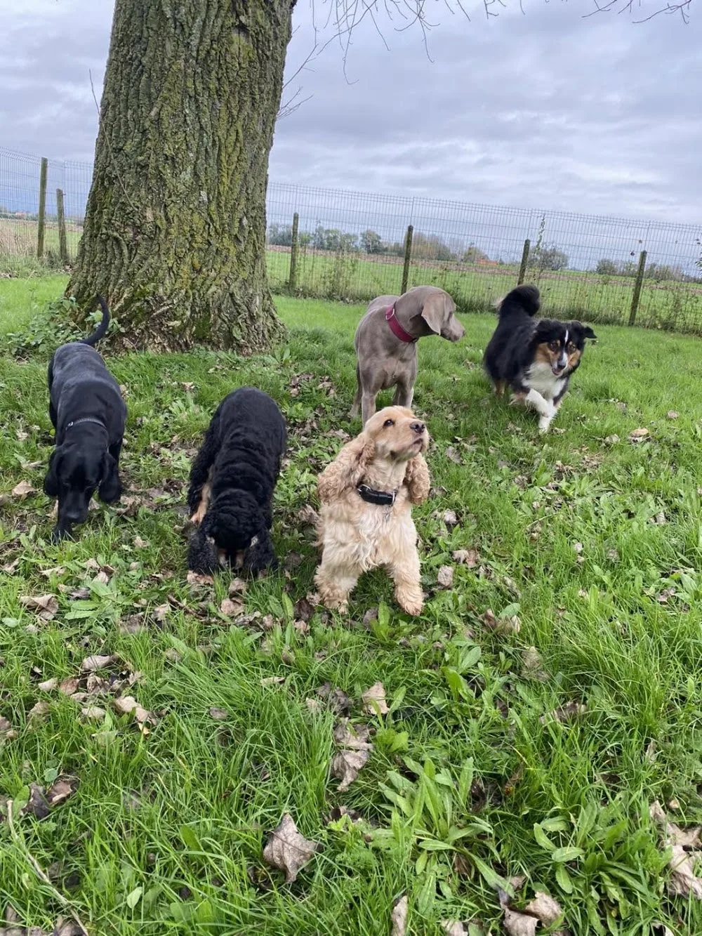 Auberge canine des hauts de Flandre - West Flanders pet otel görseli 3