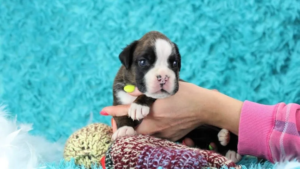 Boxerkennel Van Sapho's Hoeve - West Flanders pet otel