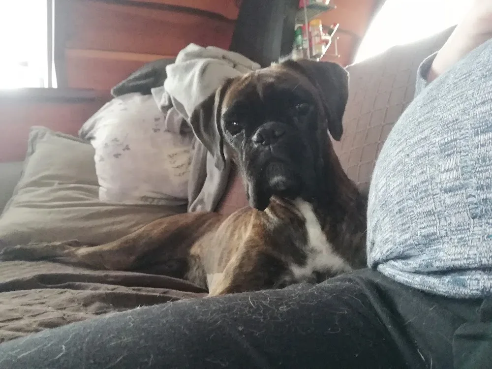 Boxerkennel Van Sapho's Hoeve - West Flanders pet otel görseli 3
