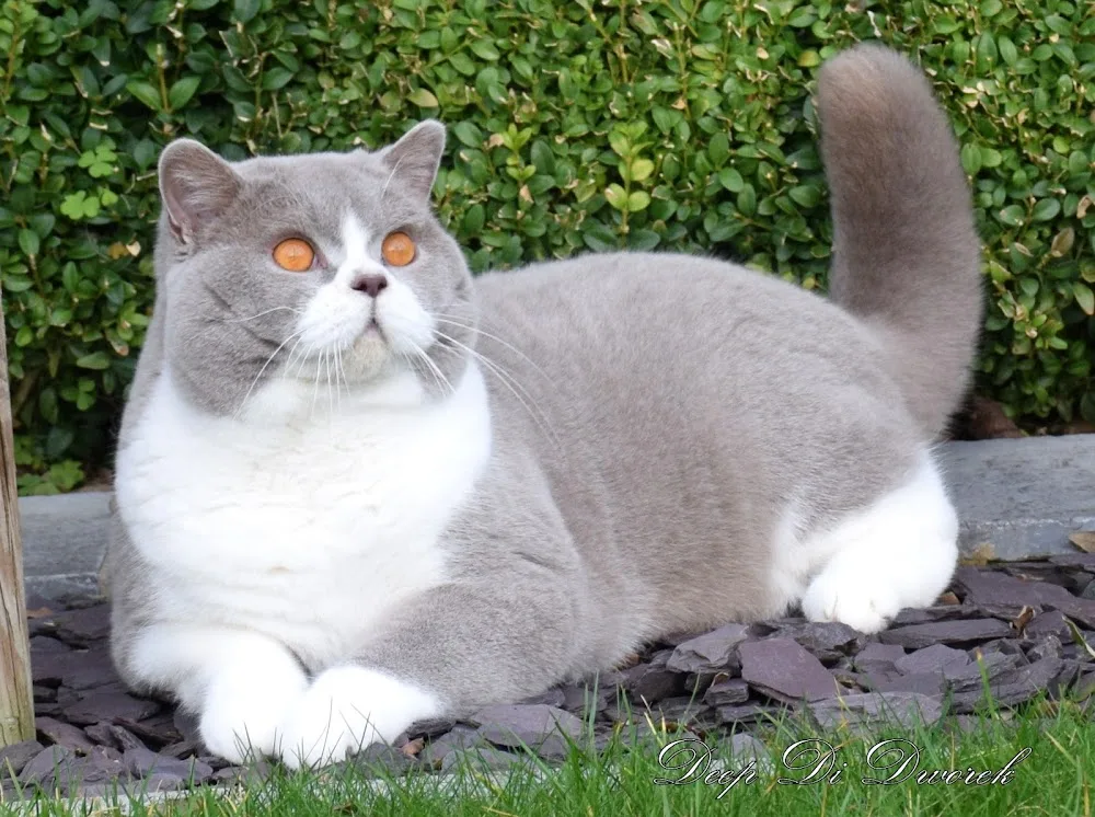 Cattery 6th Sense - West Flanders pet otel