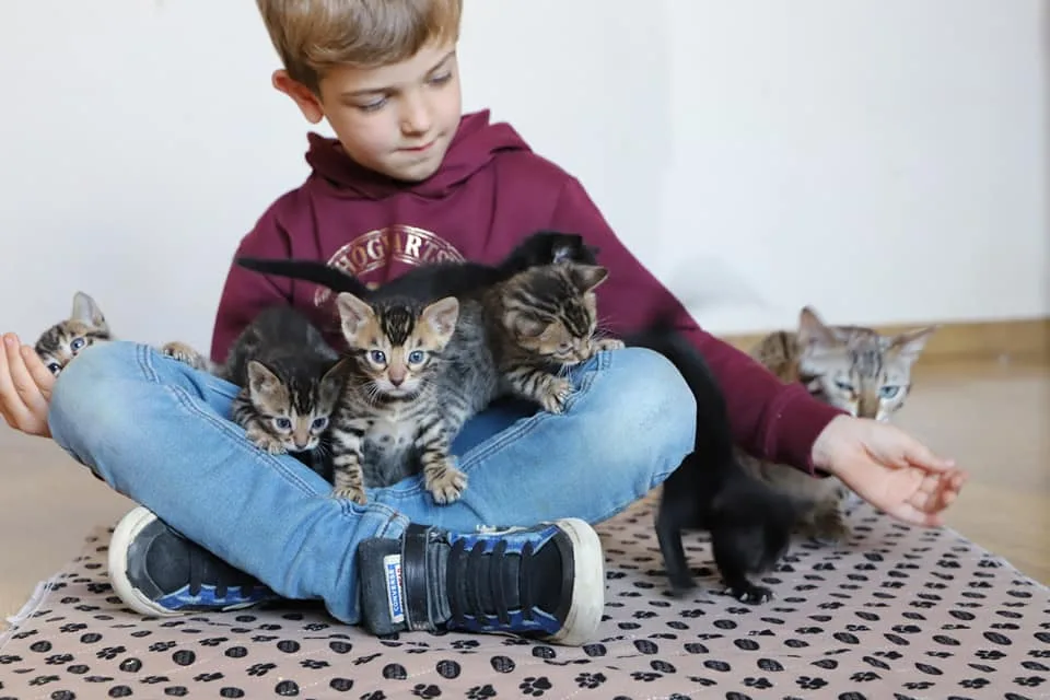 Cattery Prince of Qatar - West Flanders pet otel