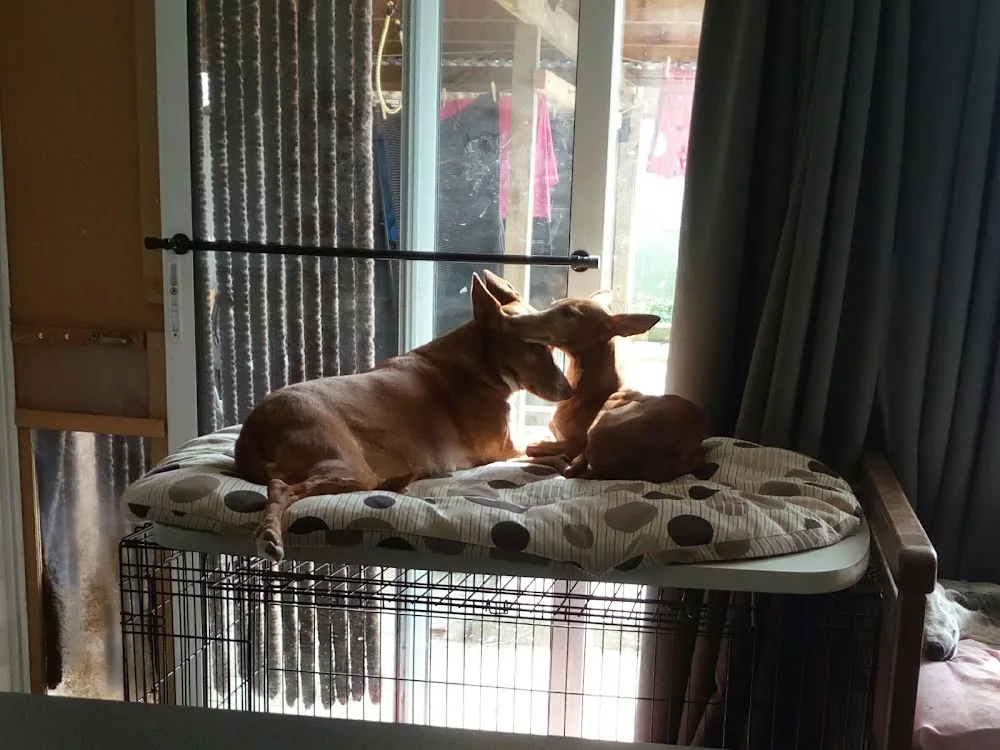 De Falsenhoeve - West Flanders pet otel