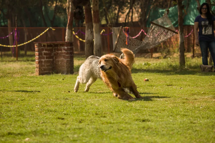 De Kwispelhoeve - West Flanders pet otel