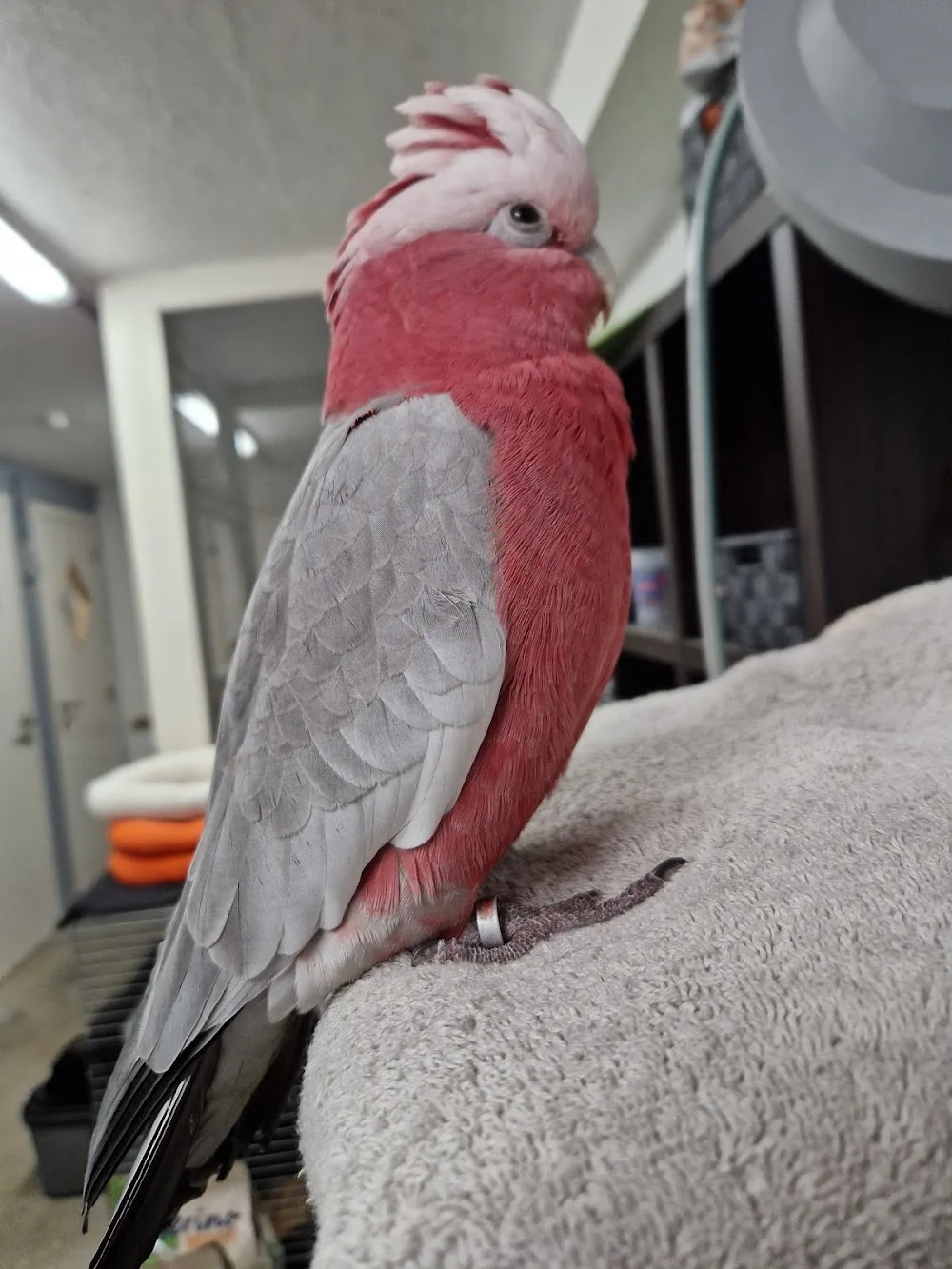 Dierenpension Minouche - West Flanders pet otel