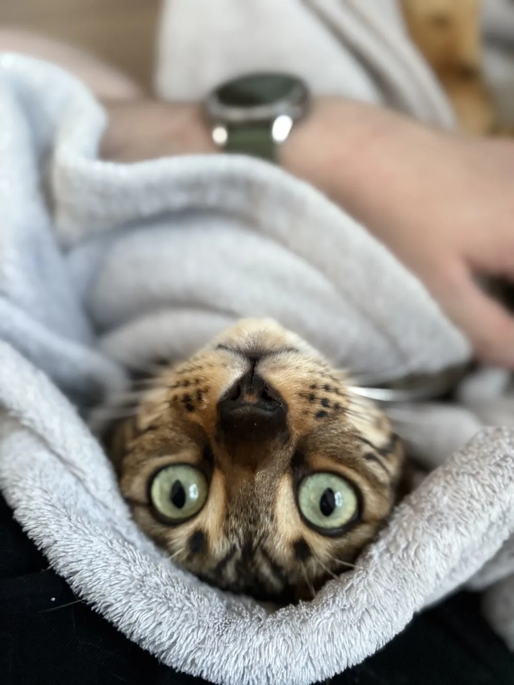 Home API Cats🐈⬛ - West Flanders pet otel görseli 2