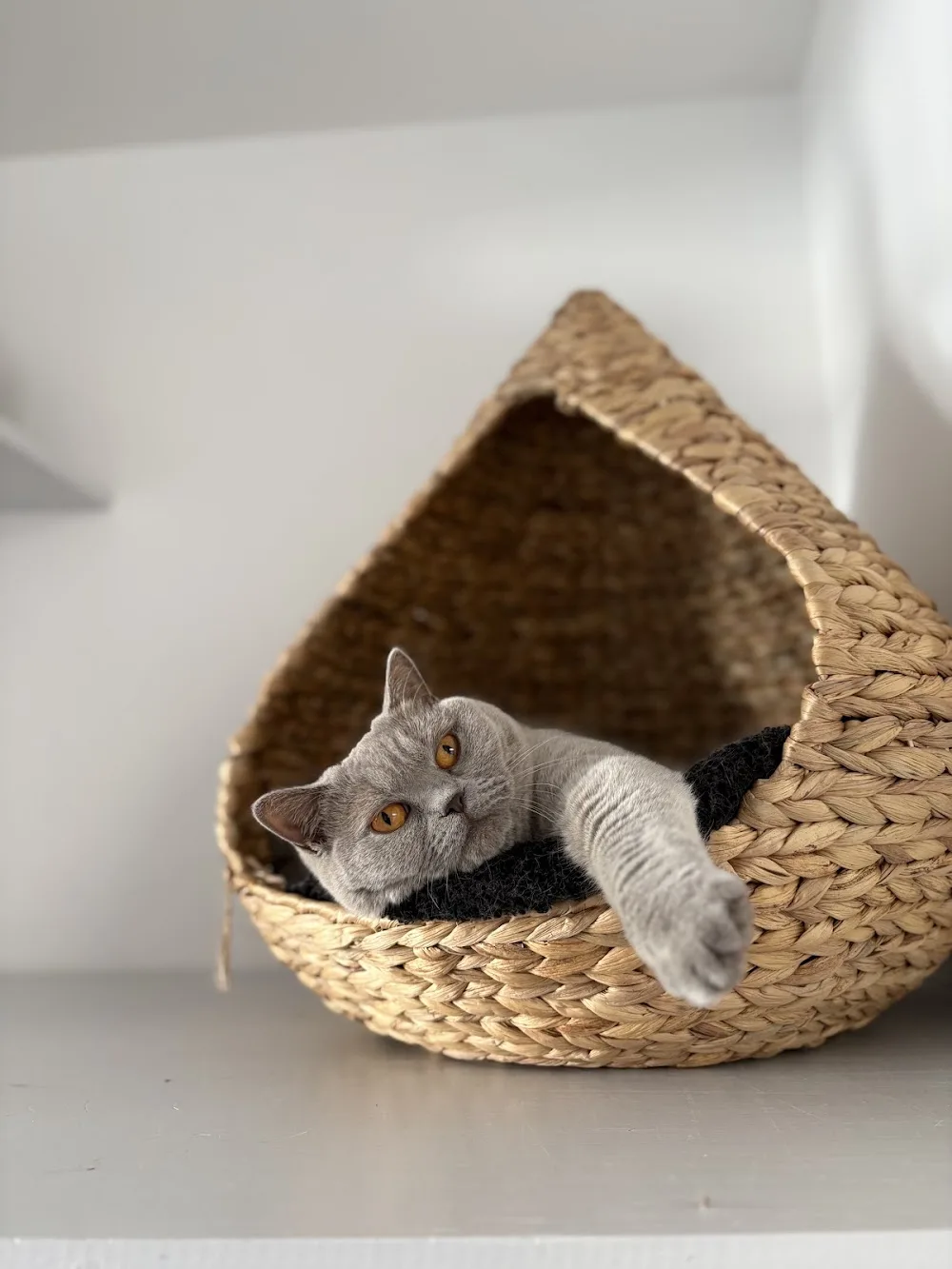 Home API Cats🐈⬛ - West Flanders pet otel görseli 3
