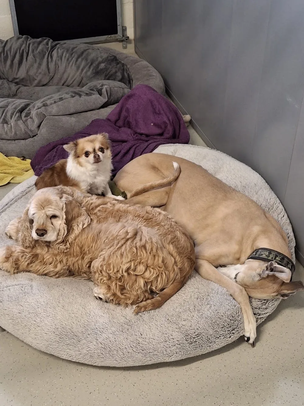 Hondenpension Ter Wilghen - West Flanders pet otel görseli 3