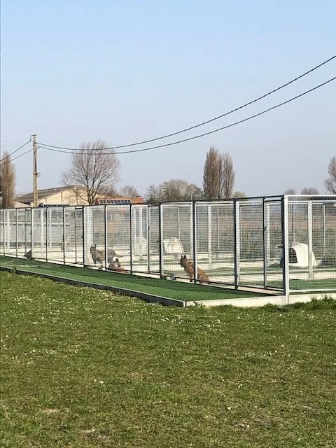 Katten en Hondenpension Best Friends - West Flanders pet otel