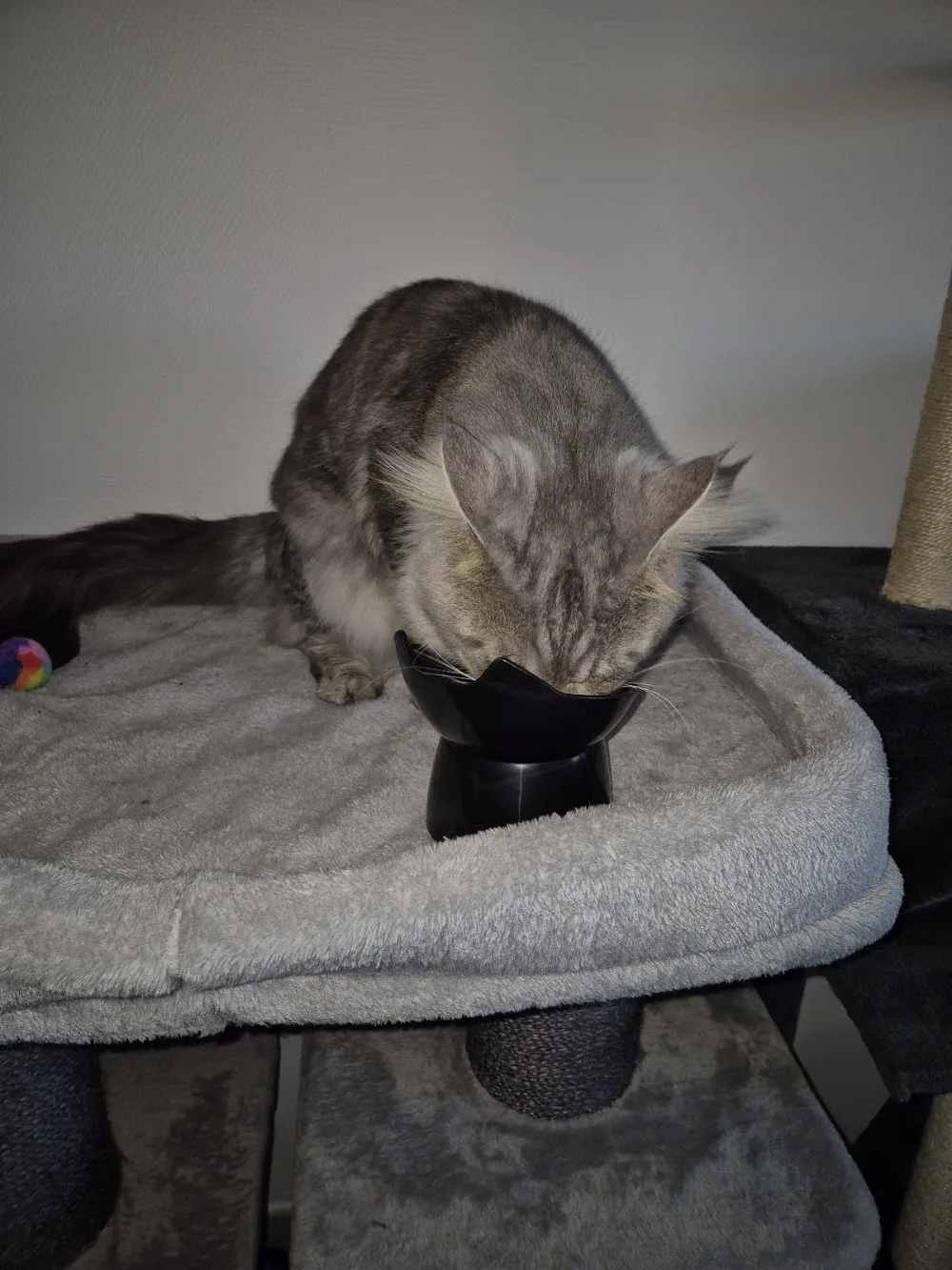 Katten en Hondenpension Best Friends - West Flanders pet otel görseli 3