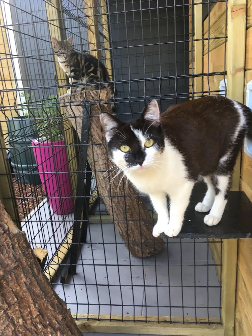 KATTENHOTEL - KAMPING KAT - West Flanders pet otel görseli 2