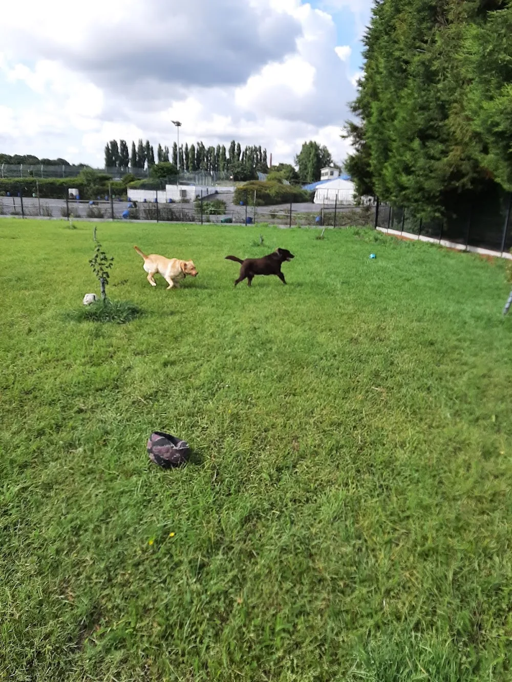 La Pension des Compagnons - West Flanders pet otel görseli 3