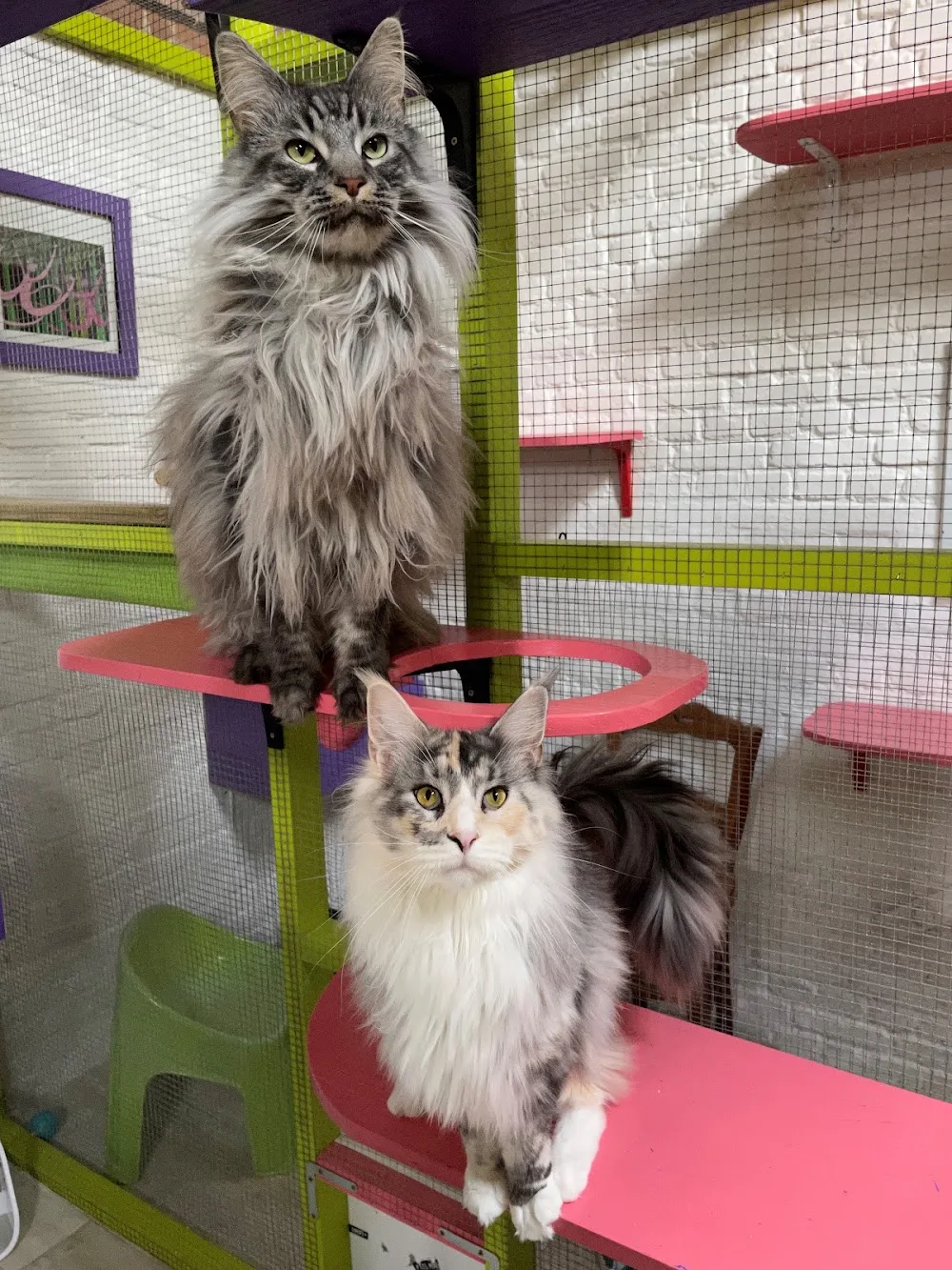 Le Club Des Chats - West Flanders pet otel görseli 2
