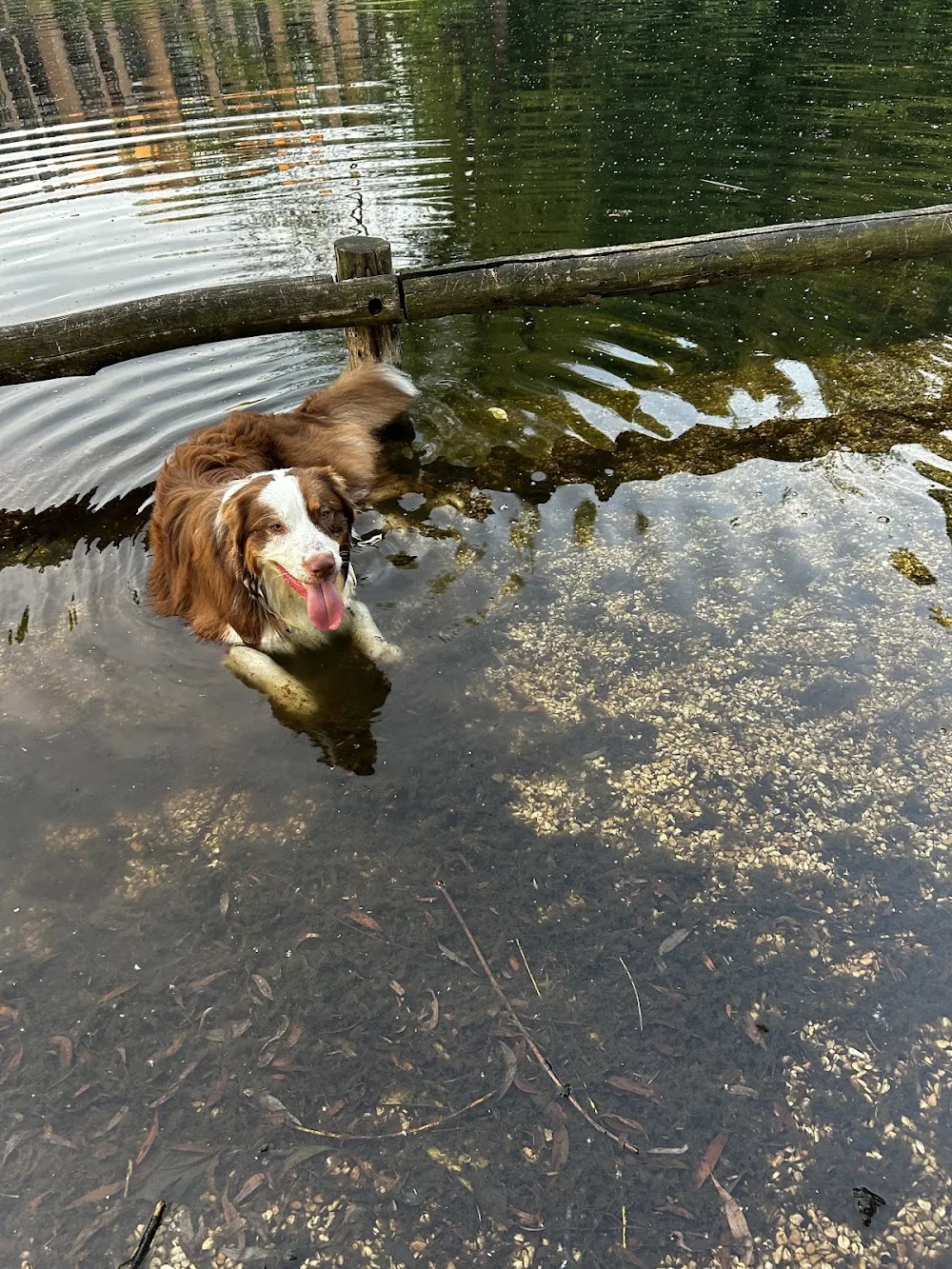 Les Joyeux Museaux | Pension et garderie Canine - West Flanders pet otel görseli 3