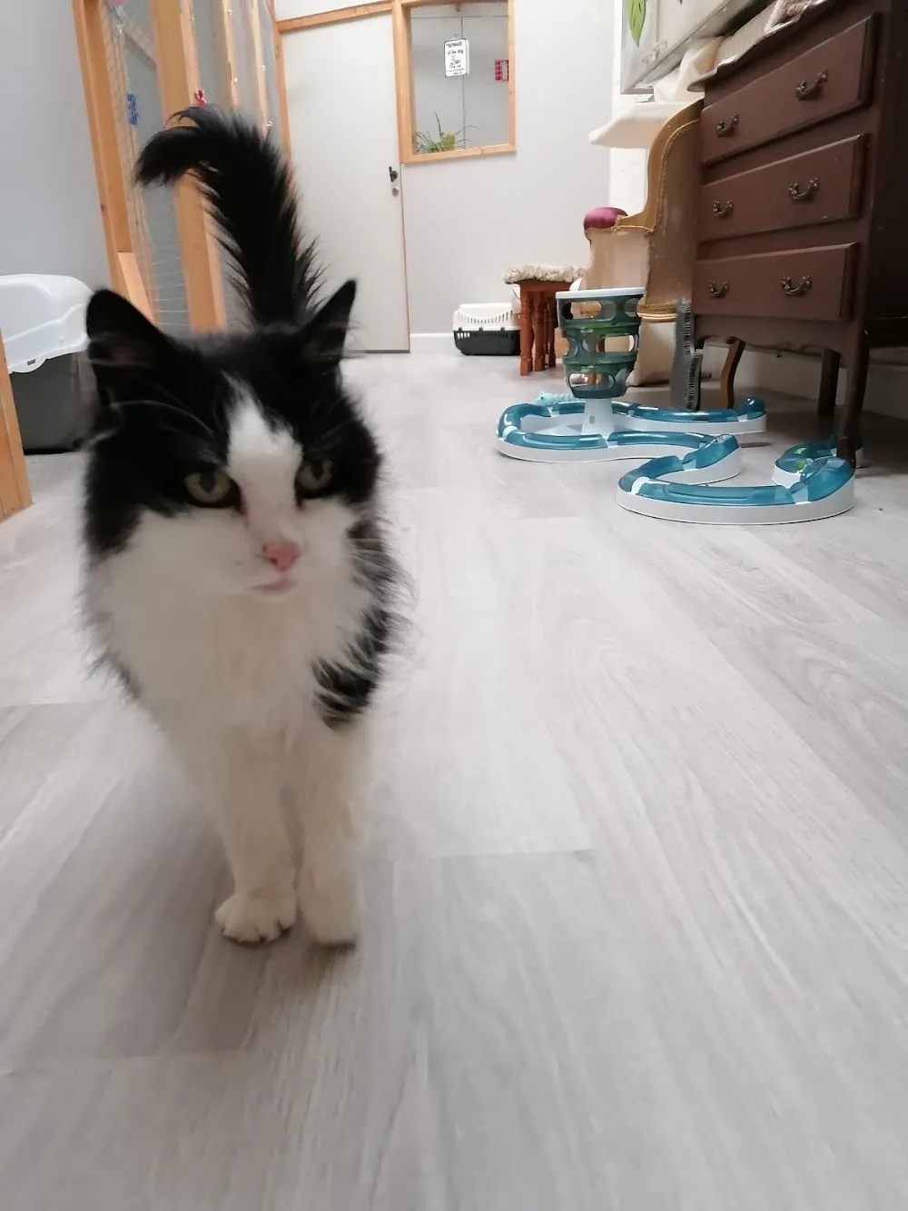 Liber Avem - West Flanders pet otel görseli 2