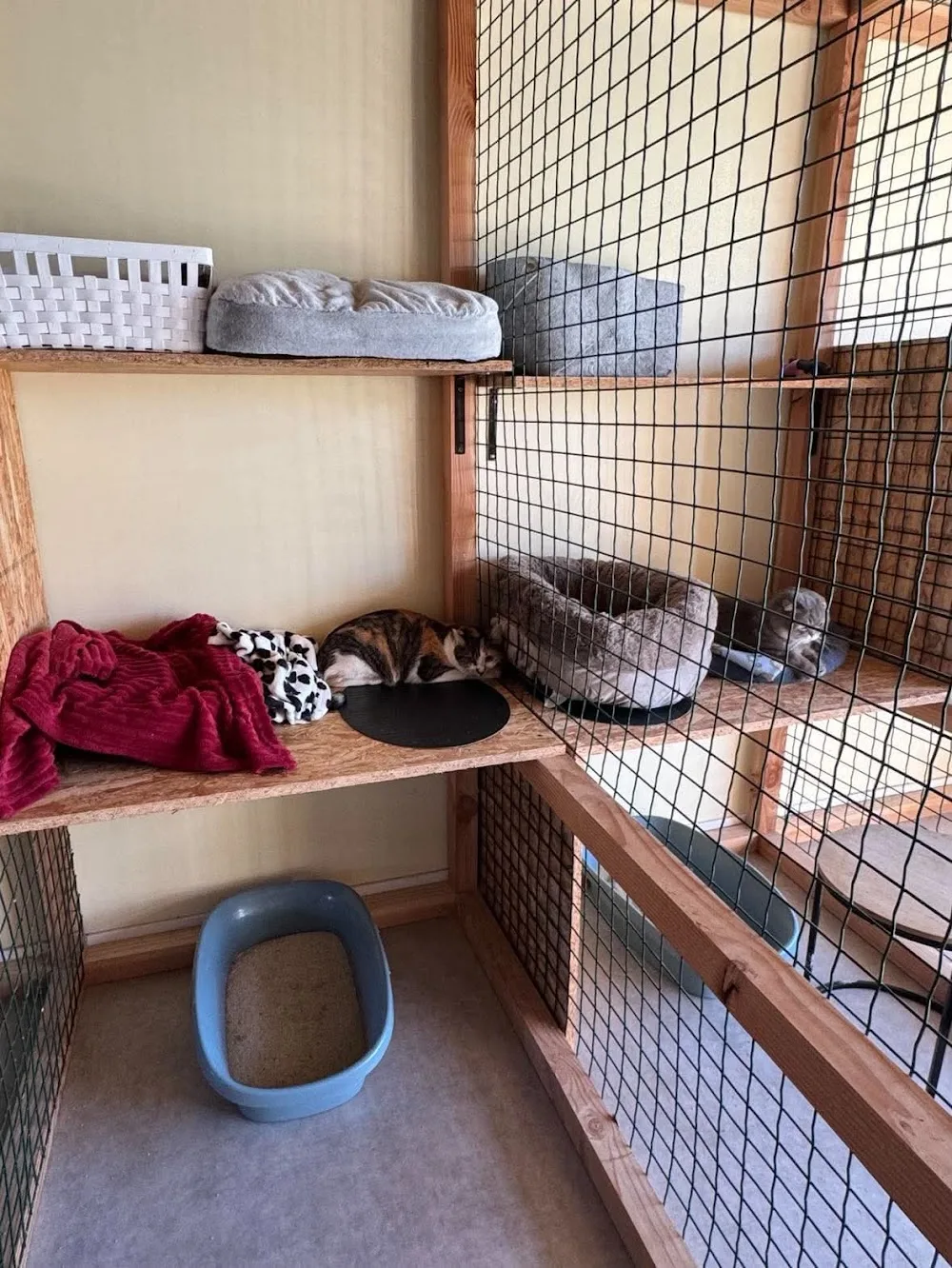 Pension Chez les Ch'Accart - Comportementaliste félin - West Flanders pet otel görseli 3