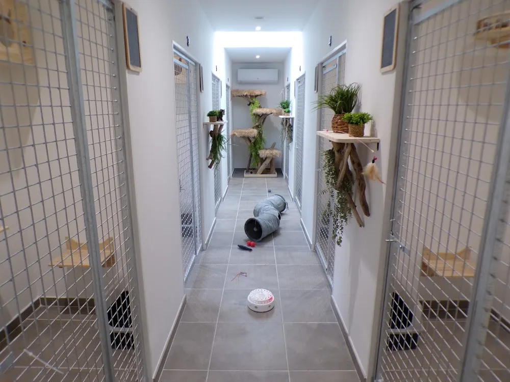 pension féline cat's night - West Flanders pet otel