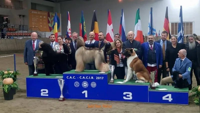 Gold Onar American Akitas Kennel - West Greece pet otel