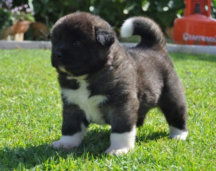 Gold Onar American Akitas Kennel - West Greece pet otel görseli 3