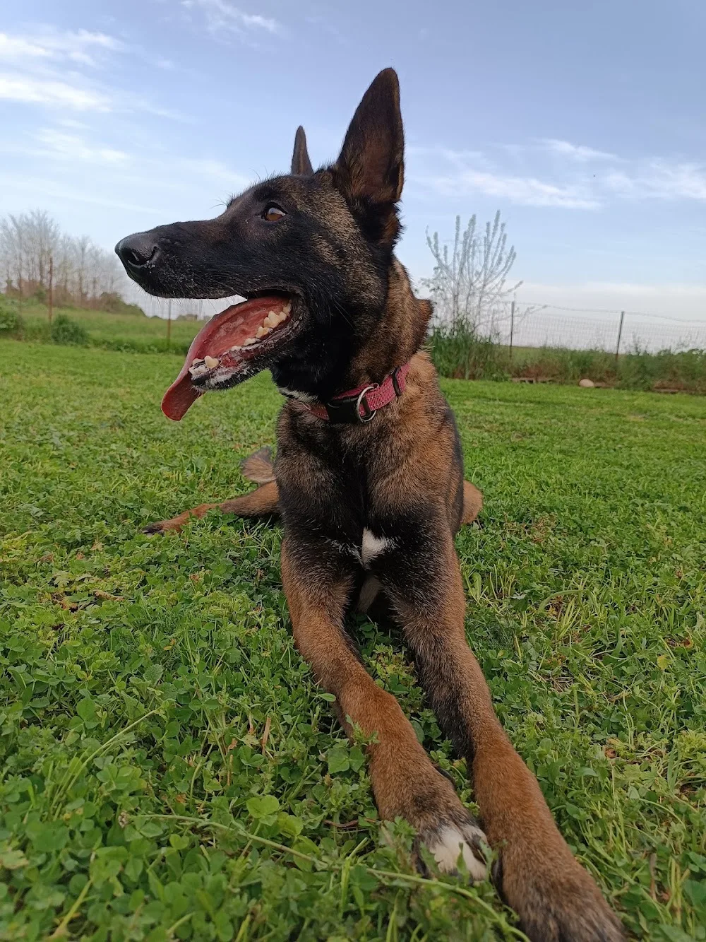 Kyneios Kennels - West Greece pet otel