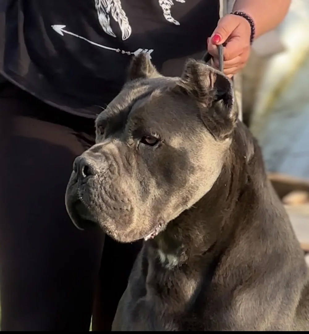 Corso Del Cuore Grande Kennel - West Macedonia pet otel