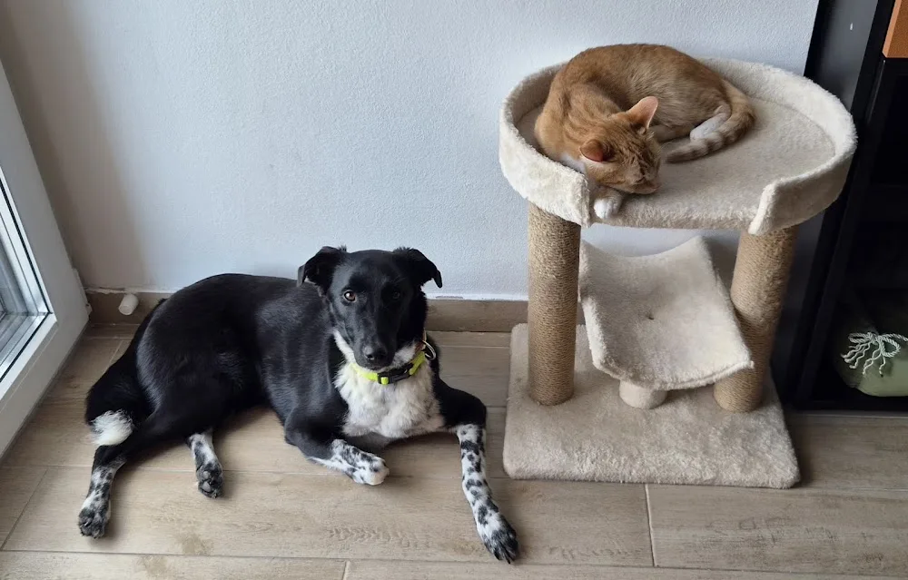 Pet Love, Skopje (pet sitting / chuvanje milenici) - West Macedonia pet otel