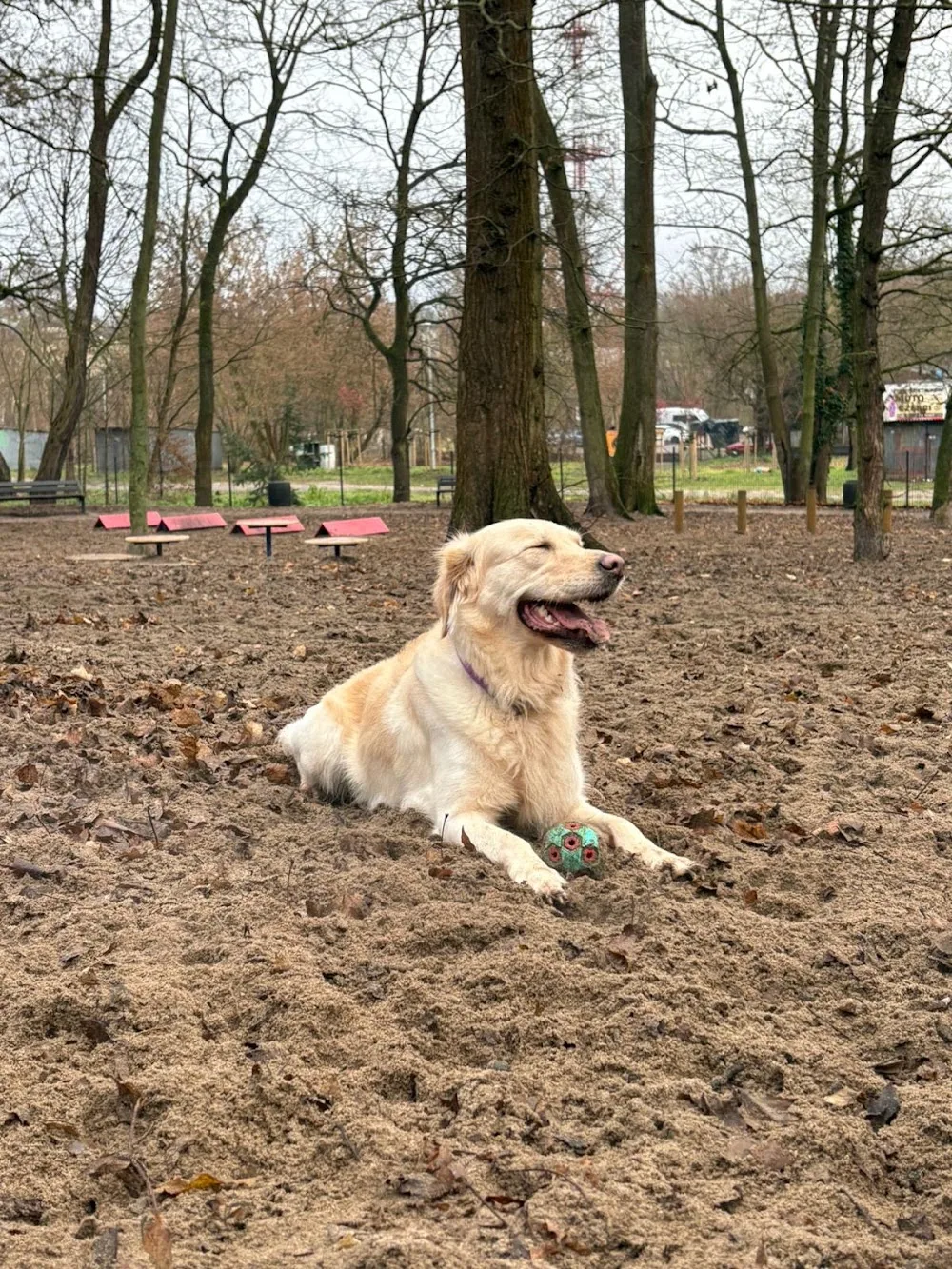 Domowy hotel dla zwierząt - West Pomerania pet otel görseli 3