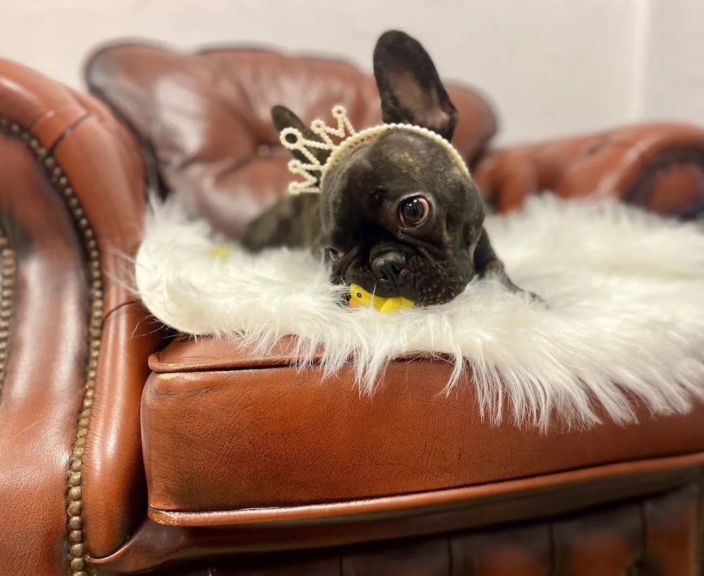 Fryzjer i Hotel dla Zwierząt Malownicze - West Pomerania pet otel görseli 3