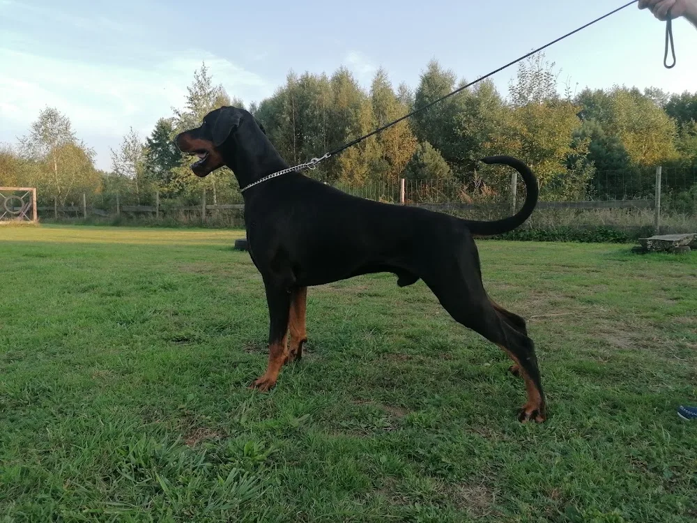 Hotel Dla Psów Hodowla Dobermanów - West Pomerania pet otel görseli 2