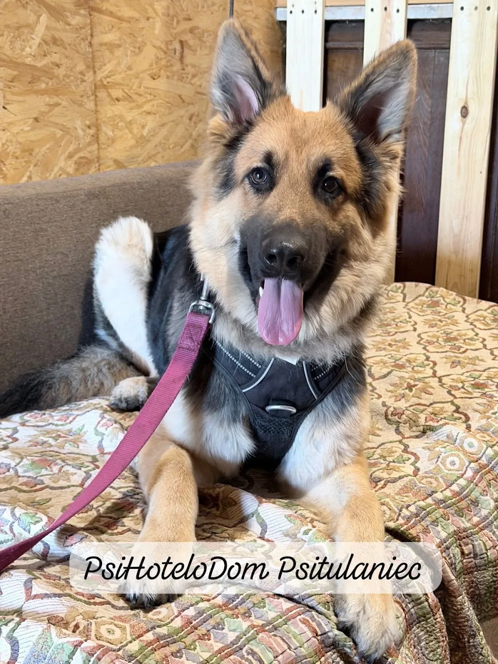 Hotel dla psów PSITULANIEC Szczecin - Nowe Warpno - West Pomerania pet otel görseli 3