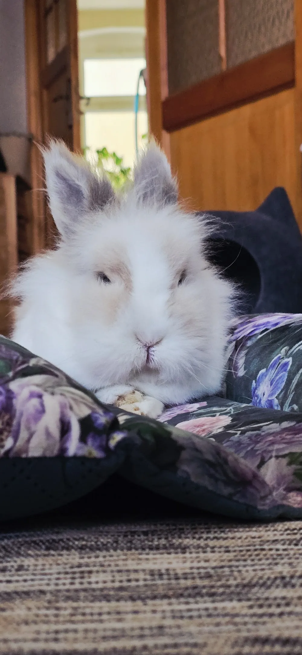 Petsitter Marta - hotel dla królików i gryzoni - West Pomerania pet otel görseli 3