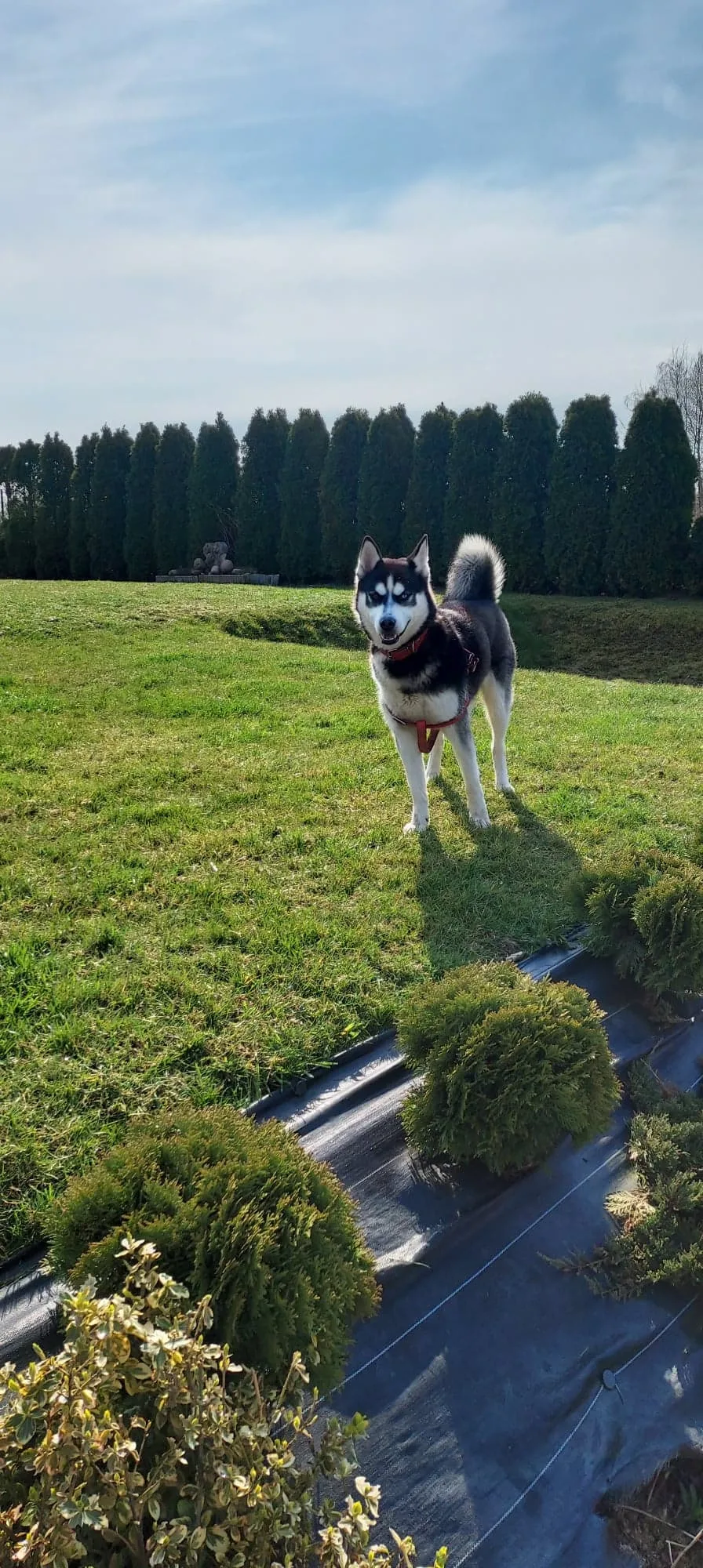 Psia Kość Hotel dla Psów - West Pomerania pet otel görseli 2