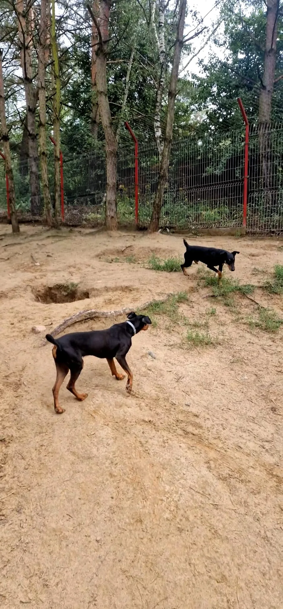 PSITUŁEK Hotel dla zwierząt - West Pomerania pet otel görseli 2