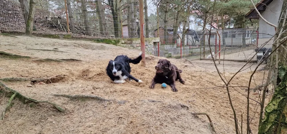PSITUŁEK Hotel dla zwierząt - West Pomerania pet otel görseli 3