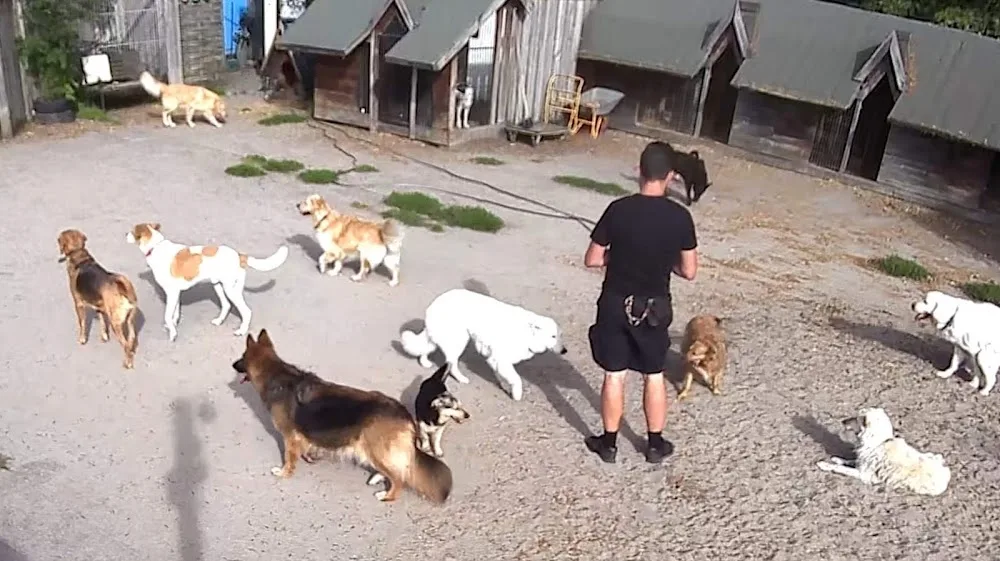 Pupilek. Hotel dla zwierząt - West Pomerania pet otel görseli 2