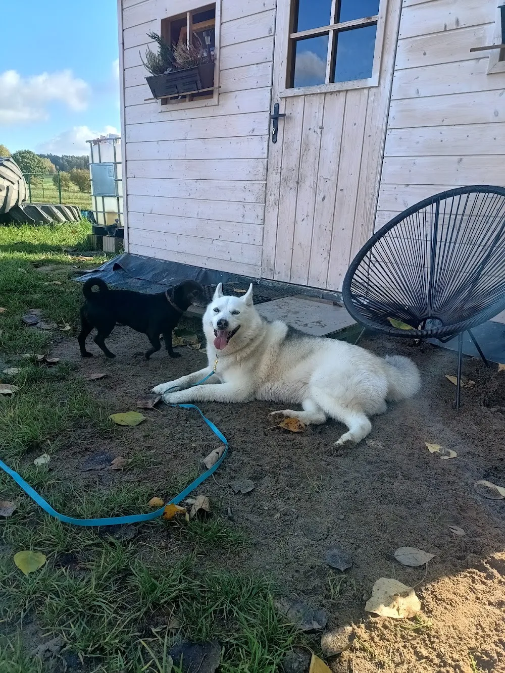 W psim tonie Justyna Kurczak / Hotel dla psiaka u Kurczaka - West Pomerania pet otel