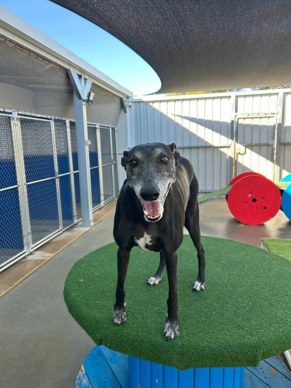 Baldivis Boarding Kennels and Cattery - Western Australia pet otel