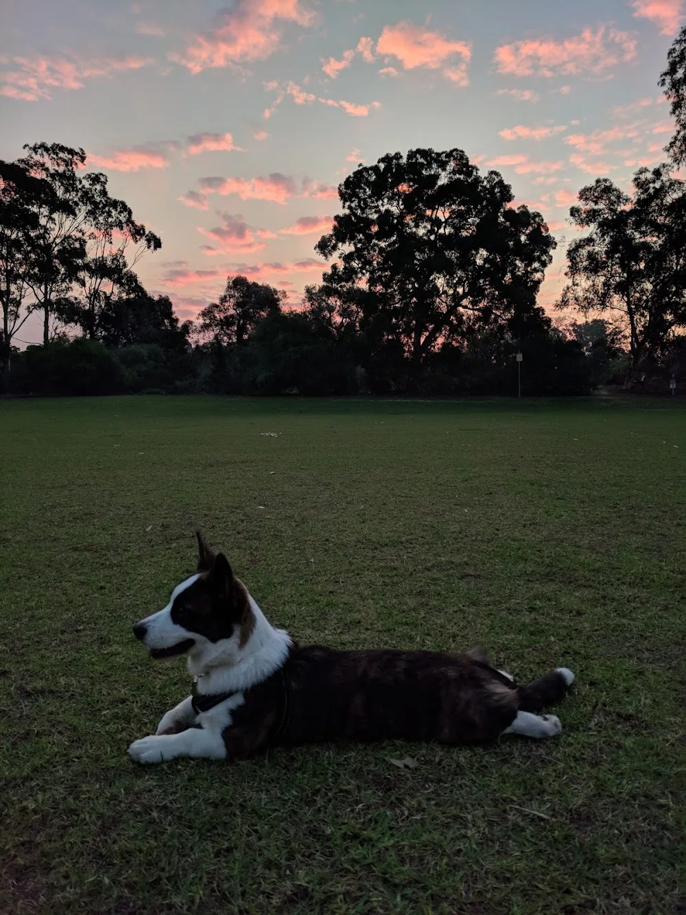Cardiwest Boarding Kennels & Cattery - Western Australia pet otel görseli 2