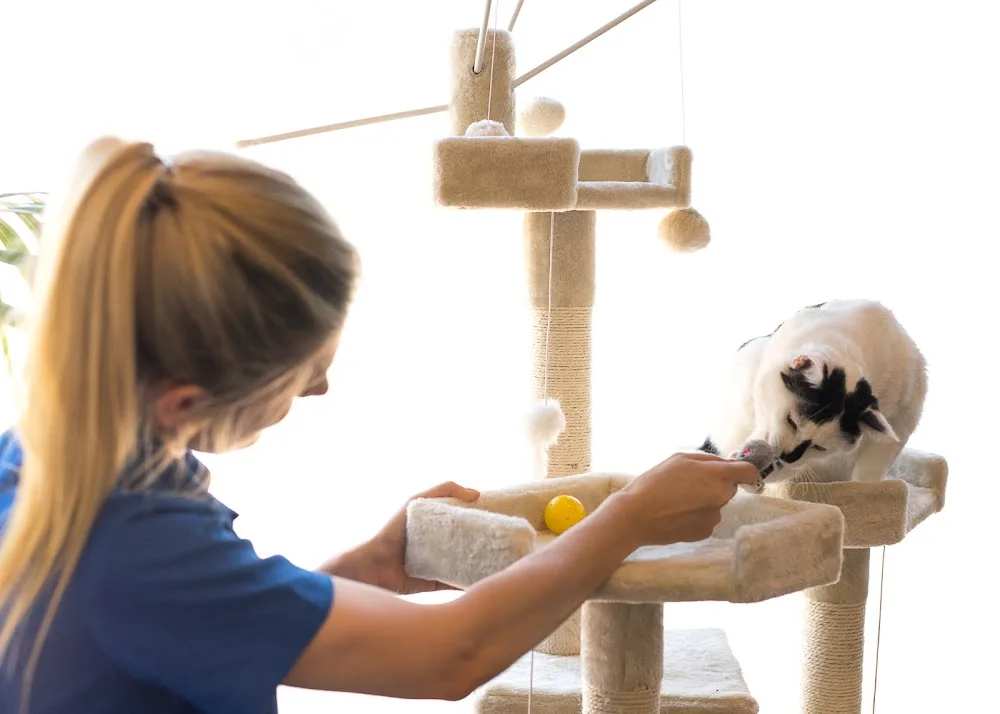 Cats in the City Vetwest Wanneroo - Western Australia pet otel