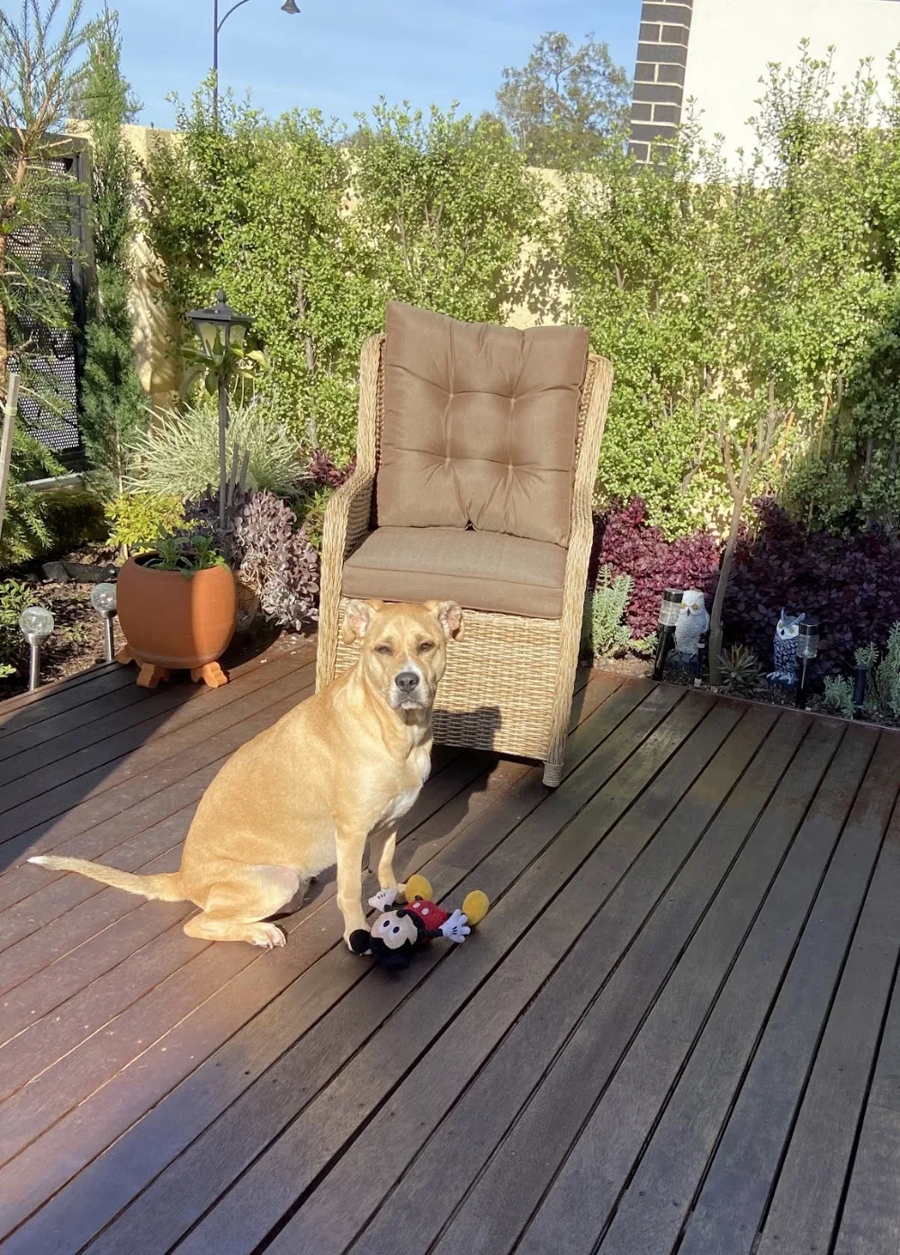 City Dogs Rural Retreat - Western Australia pet otel görseli 3