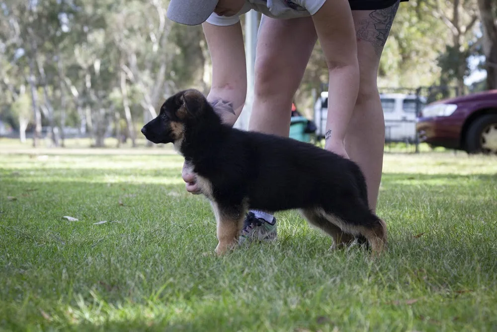 Grandwest Kennels - Western Australia pet otel görseli 3