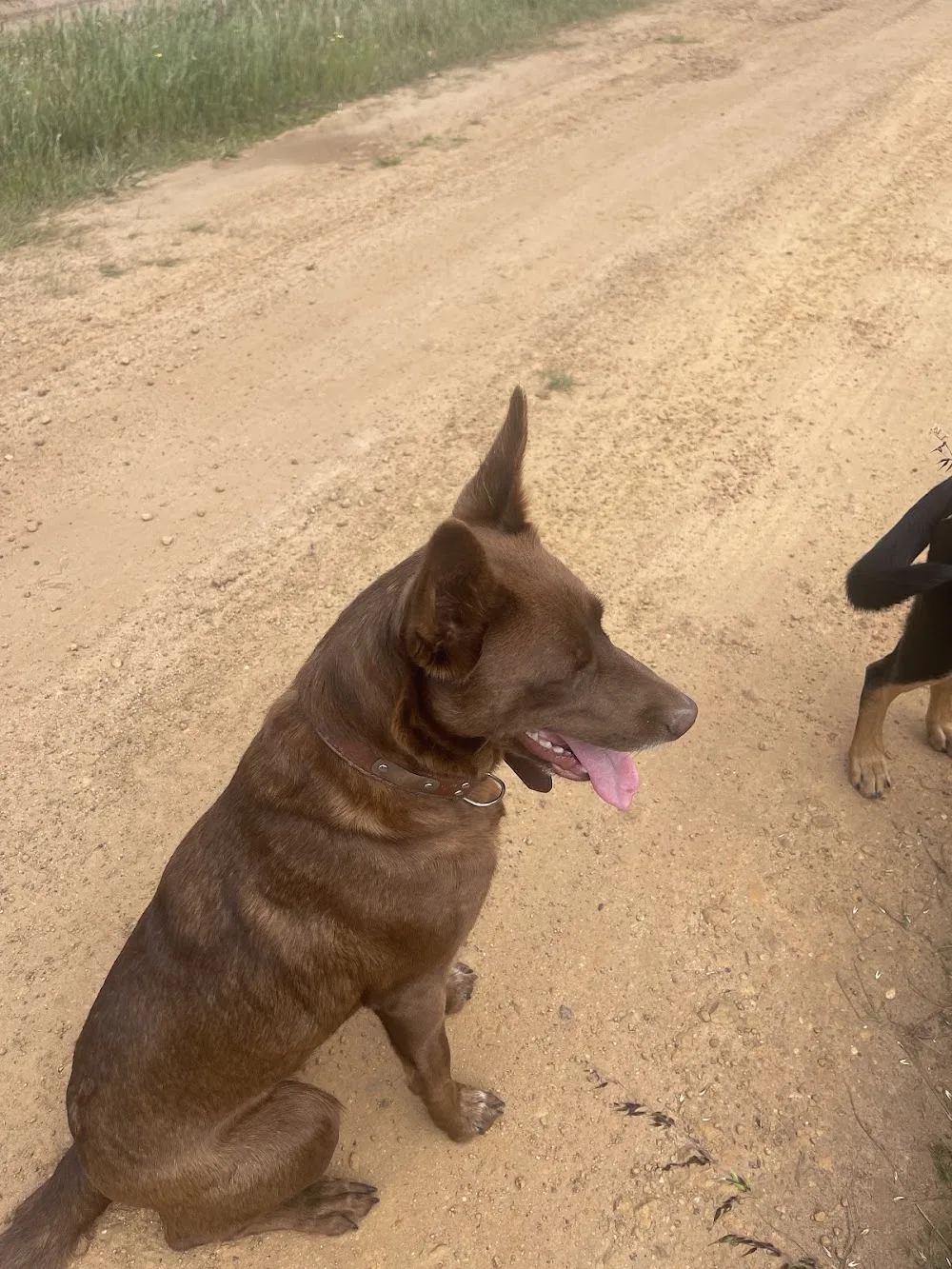 Halsey Hounds Boarding Kennels - Western Australia pet otel